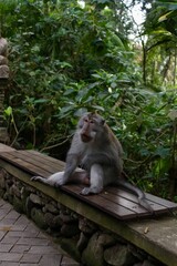 Macaque in Sacred Monkey Forest Sanctuary in Indonesia  siting on a bench in the asian jungle 