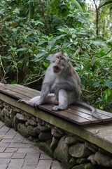 Curious monkey sitting on bench in Bali sanctuary and screams with his mouth open