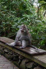 Wild Macaque Monkey sits on a bench in the asian jungle and looking to the camera in Sacred Monkey Forest Sanctuary in Bali 