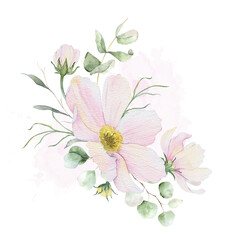 Bouquet of Pink cosmea flowers, eucalyptus greenery. Floral pastel bunches of Cosmos flowers. Isolated hand drawn watercolor illustration for wedding design, cards, posters, greetings, save the date