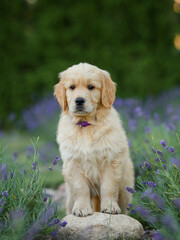 dog small puppy golden retriever labrador in a field of lavender flowers in the summer evening at sunset