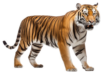 Obraz premium PNG Wildlife animal mammal tiger.