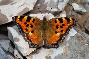 butterfly on a tree