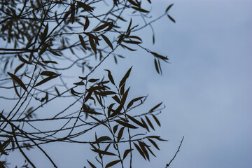 autumn leaves on the trees branches silhouette