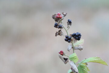 fruits of Rubus fruticosus L in summer