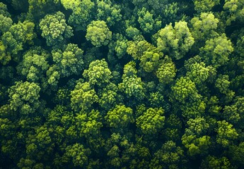 Naklejka premium Aerial View of Lush Green Forest Canopy