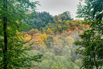 morning in the forest