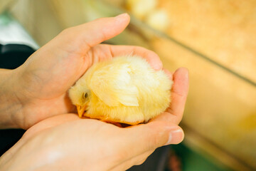 手のひらで眠るかわいいヒヨコ