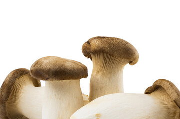 king oyster mushroom, studio shoot, isolated on white background