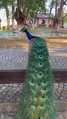 Obraz premium A Peacock Stands On A Stone Path In Front Of A Small Building