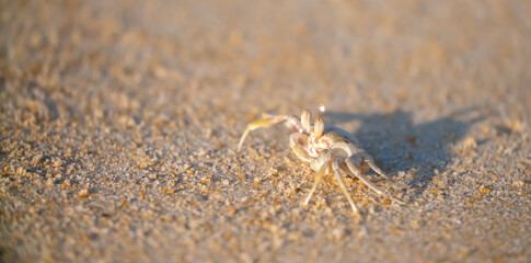 A crab on the beach is running on the white sand. Exotic animals in the resorts of tropical islands. The concept of a beach holiday in the tropics.