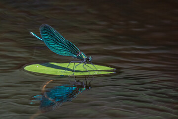Vibrant blue demoiselle (Calopteryx virgo) dragonfly with iridescent wings resting on a water lily leaf by the river