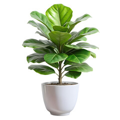 Fiddle Leaf Fig Tree Plant tree with latest design pot white transparent png download