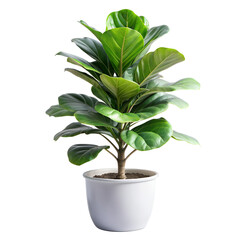 Fiddle Leaf Fig Tree Plant tree with latest design pot white transparent png download