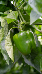 Rows of green bell peppers growing in a greenhouse. The vibrant green leaves and ripe peppers create a lush and productive agricultural scene, ideal for farming and gardening content.