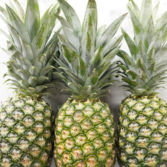 Fototapeta premium Pineapple