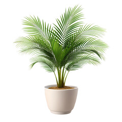 Obraz premium Isolated Palm Tree on White Background for Tropical Design Projects PNG Download