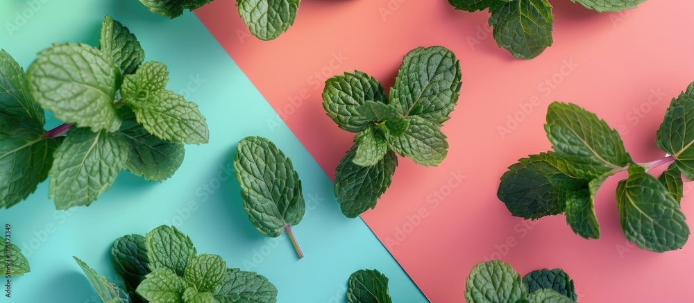 Poster Fresh mint leaves on a colorful backdrop showcased from above with room for text or images in the frame. copy space available