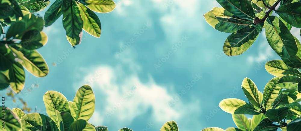 Leinwandbilder Green leaves from a garden against a backdrop of the sky create an image with copy space showcasing their role in producing oxygen as essential components of trees