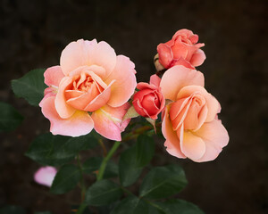 Cluster of blooming apricot pink roses Marie Curie with dark green leaves in shadow.
