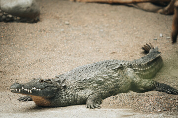 Krokodil