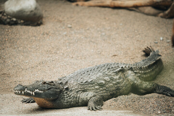 Krokodil