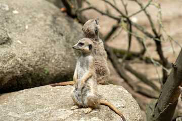 Erdmännchen