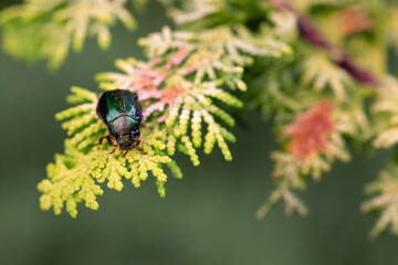 Close-up of Anomala vitis, the vine chafer, green beetle with water droplets, on the green leaves