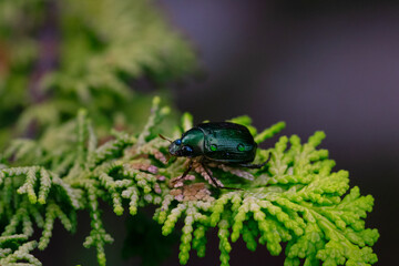 Close-up of Anomala vitis, the vine chafer, green beetle with water droplets, on the green leaves