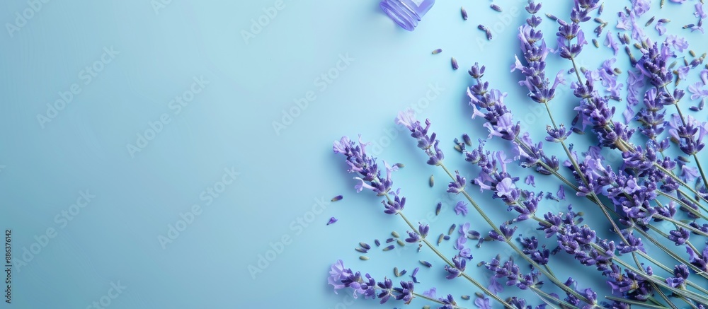 Poster a top down view of lavender blossoms displayed against a soft blue backdrop ideal for aromatherapy a