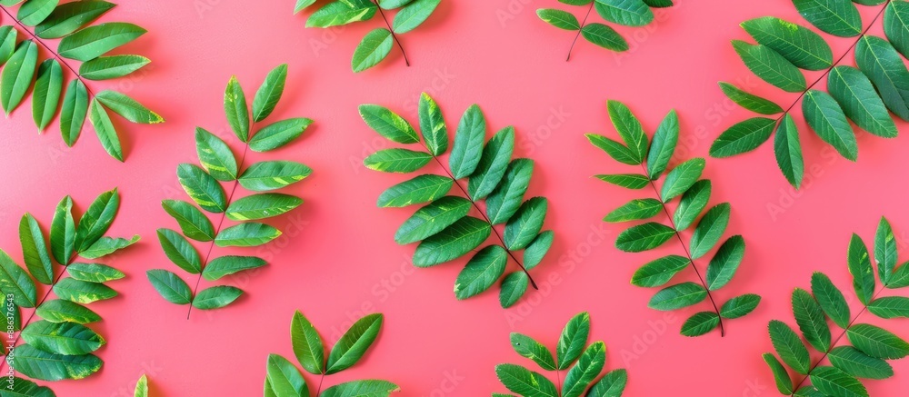 Fototapete Top view of a modern flat lay pattern featuring vibrant green rowan leaves on a bright pink square with copy space image in a sleek pop art style for framing text