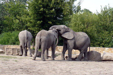 Fototapeta premium a small herd of elephants on the catwalk at the zoo