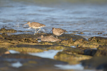 3 Curlew / zarapito