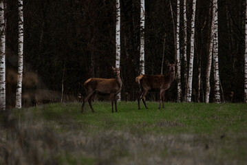 Fototapeta premium Two deer standing side by side in the Naliboki Forest, a nature reserve, surrounded by trees and foliage.