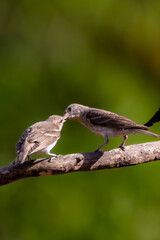 Bird kissing