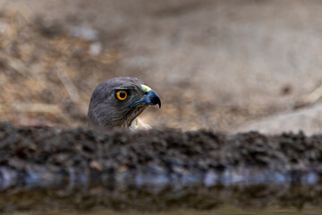 Black Kite Face