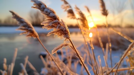 Fototapeta premium Close-up of frost-covered wild grass by the river against the backdrop of a warm orange sunset, capturing the serene and tranquil beauty of a winter evening in nature.