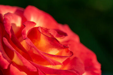 close up of blooming red rose in the garden against green background. Selective focus