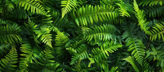 Lush green fern leaves in an outdoor garden setting, creating a natural plant background suitable for botany subjects with available copy space image.