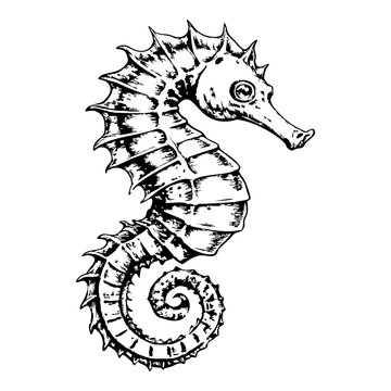 recommend clip art: Sketch of a seahorse floating, side view, on a white background