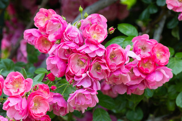 Fototapeta premium Close-up of beautiful pink cup shaped rose flower blooming in a rose garden in Izu.