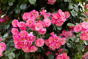 Close-up of beautiful pink cup shaped rose flower blooming in a rose garden in Izu.