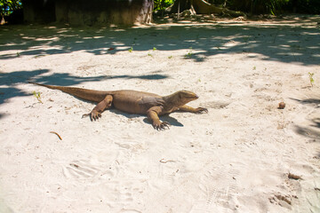 A monitor lizard walks on the sand between the trees. A giant lizard strolls along the sandy beach of Komodo National Park in Indonesia. Komodo dragon Varanus komodoensis.