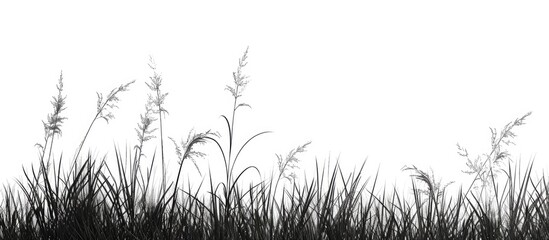 Grass silhouette borders on a white background showcase a copy space image.