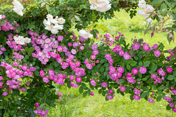 Beautiful pink landscaping roses flower blooming in the rose garden in Izu.