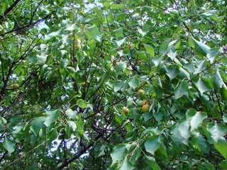 An unsurpassed picture of ripe juicy apricot fruits that are ready to fall and crash on the ground every second.