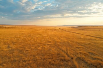 Naklejka premium African plains, lion pride, golden grasses, bird's-eye view, warm tones, wide-angle shot, crisp clarity