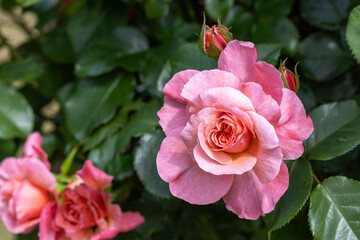 Beautiful orange rose flower blooming in the rose garden in Izu.