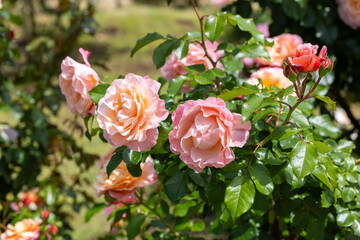 Beautiful orange rose flower blooming in the rose garden in Izu.
