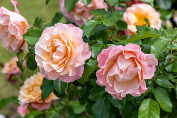 Beautiful orange rose flower blooming in the rose garden in Izu.